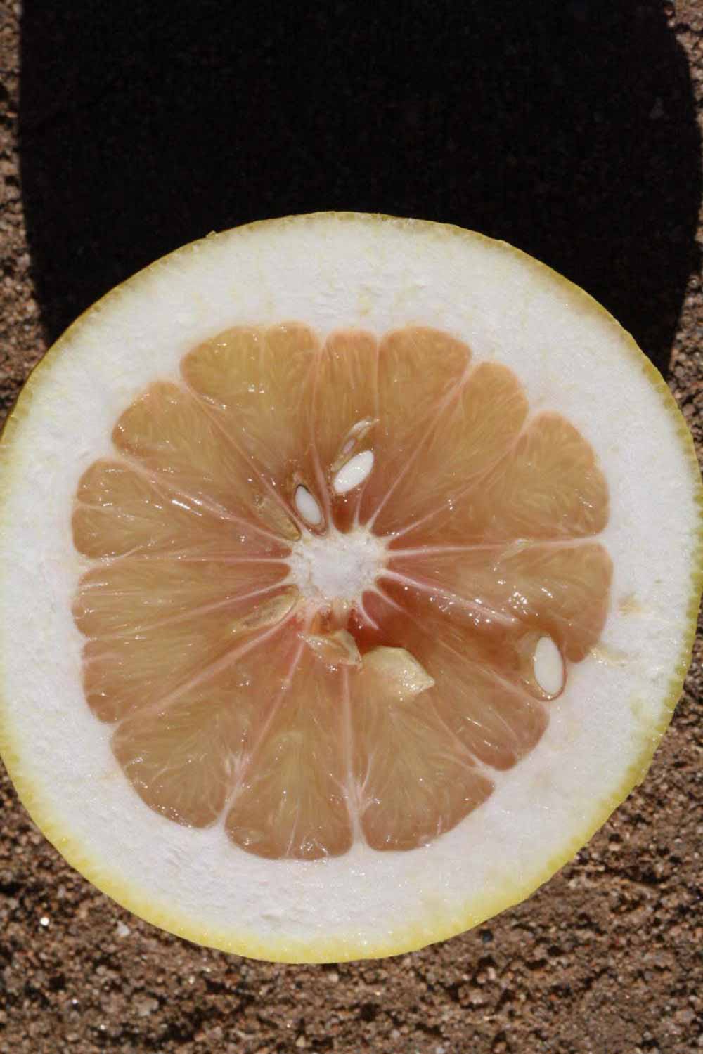              Fruit cross-section (Riverside, CA)       